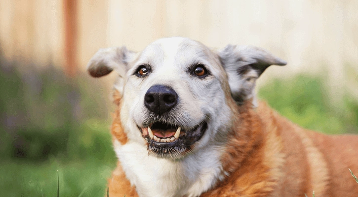 Exploring Hospice Care vs. Euthanasia for Pets